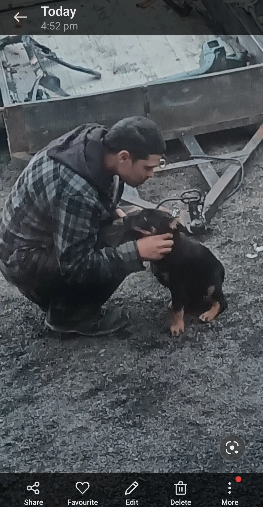 my son got Floki after the loss of his best mate  lucky think he sent him to my son as he was heartbroken after his loss #dogslove #puppylove #puppy #foryourpage 