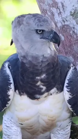 This bird is the Brazilian Harpy, also known as the Harpy Eagle and is the largest wild bird in the world.  It can be found in North and South America, and its size can be more than one meter in length, and two and a half meters in wingspan, weighing up to 10 kilos.  A curious fact is that, in this species, females are larger than males.  .  Its beak is robust, curved and quite strong;  and their claws can be more than two inches long.  These attributes are strongly related to their carnivorous diet.  In this regard, it feeds on crustaceans, molluscs, fish, reptiles, birds and even medium-sized mammals, such as monkeys and sloths.  This species has no natural enemies.  However, humans are largely responsible for the decline of some populations of this bird, considering illegal capture and hunting, and the destruction of habitats.