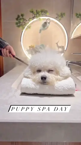 I’ve never been jealous of a #dog … until today!! #pamperedpets #dogsoftiktok #spa #spaday #luxury 