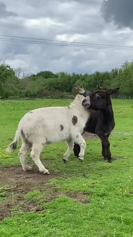 Donkeys playing in the sunshine! Boys often play quite rough but thats all it is, its lovely to watch happy donkeys enjoying themselves. Nutmeg gave up trying to intervene and left them to it! #donkey #roughplay #animalsanctuary #snowdonia