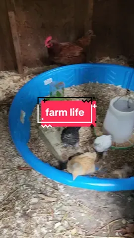 farm life makes me happy 💜 #goattok #goatsoftiktok #fyp #homestead #farmtok #homesteadlife #ruralliving #ruralliving #farmlife #viral #walkinggoat🐐 #barncat #myhappyplace #ilikethislittlelife #simplelife #slowliving #slowlifestyle #chickensoftiktok #chickentok #sourdoughstarter 