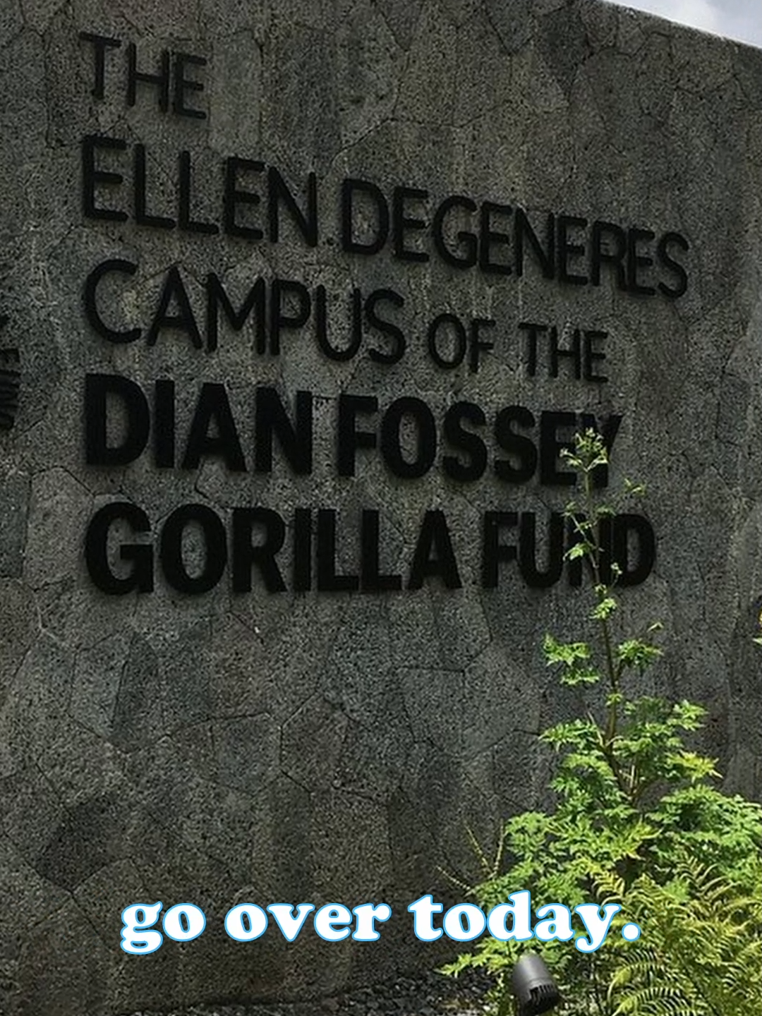 do you know who Dian Fossey was? Bet you don't... Not like this... #dianfossey #truecrime #podcast #animalrights #youtube