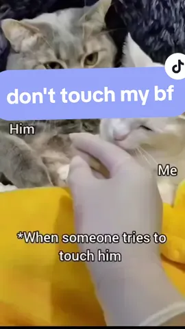 gurl, dont touch him! #cute #fyp #foryourpage #foryou #catsoftiktok #cat #fypシ #funny #viral #adorable #kitty #kitten #Relationship #couple #boyfriend #girlfriend 