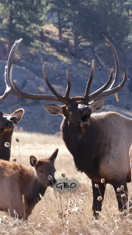 Bugle + breath = awesome. Getting your lip stuck - priceless! 😂  www.GoodBullGuided.com  #Photography #wildlife #nature #colorado #goodbull #elk #bullelk #rmnp 