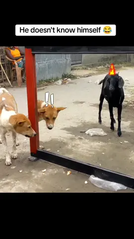 Funny prank dog mirror reaction 🤣 #dog #dogsoftiktok #funny #funnydog #pets #foryou #foryoupage #viral @Hilarious Animals Off @Hilarious Animals Off @Hilarious Animals Off 