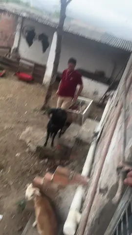 Chico não deixa ninguém sair do quintal