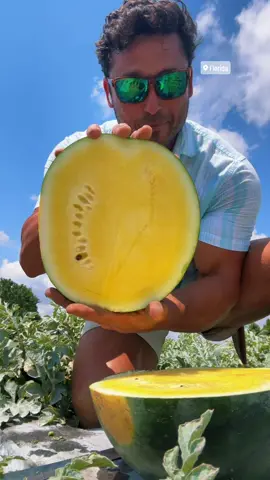 These here yellow meat watermelons are jammed up with flavor and extra sweet, give em a try! #watermelon #healthyfood #foodtiktok #tiktok #foryou #sweet #farm #health 