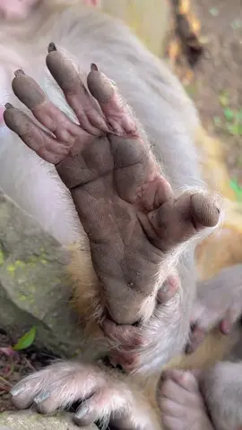 Guess which foot this is?#Monkeys