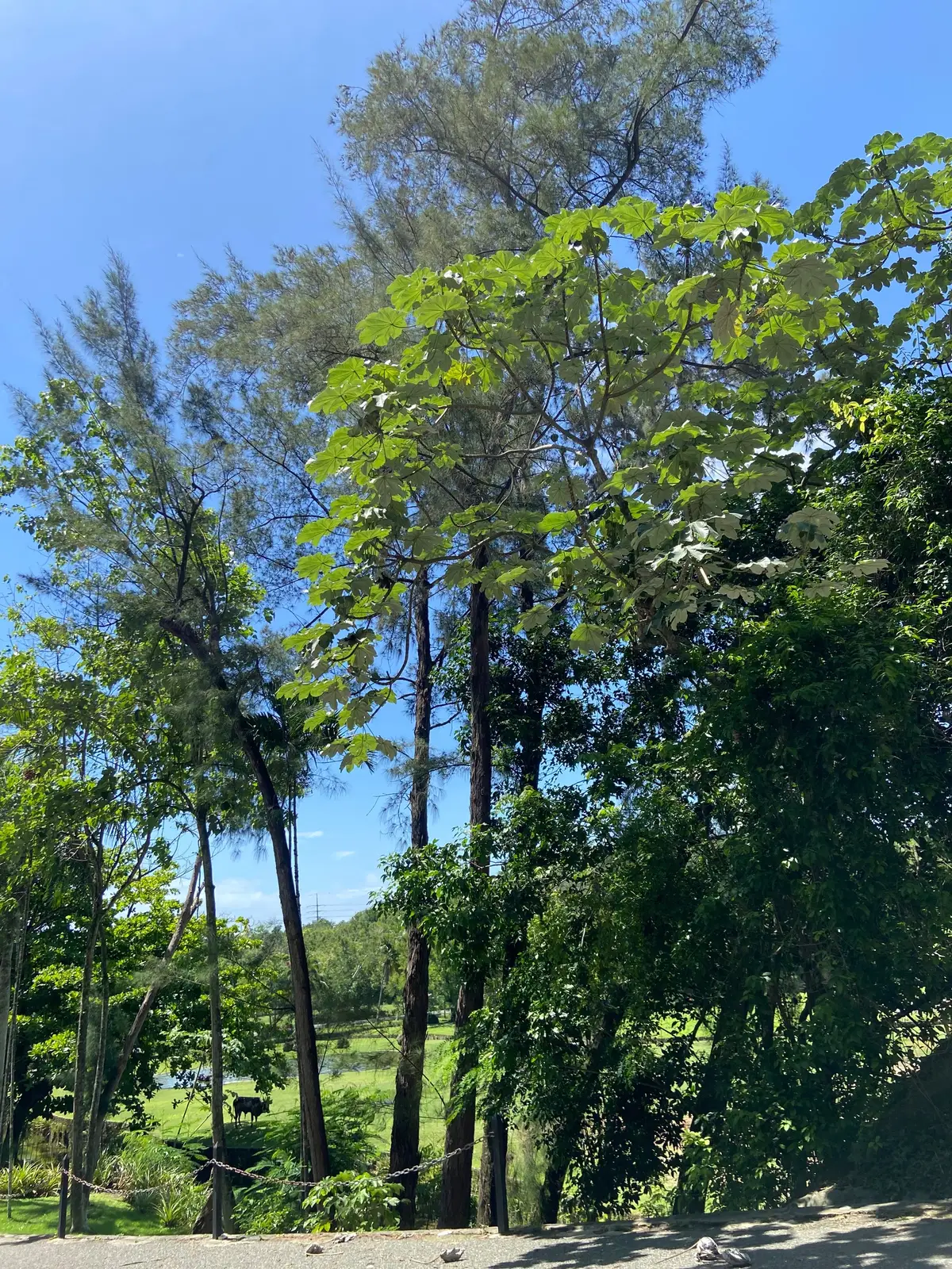 Me encanta tomar fotos a paisajes cuando me encuentro con uno, amo la naturaleza y disfruto poder contemplarla. ☘️🌿🦚 #naturaleza  #fotosilenciosa #CapCutes 