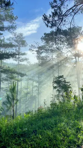 Sáng ad nay đi xuống suối vàng,mà công nhận dưới suối vàng đệp thật 😀😀😀#langthangdalat🌲🌲🌲 #dulichdalat 