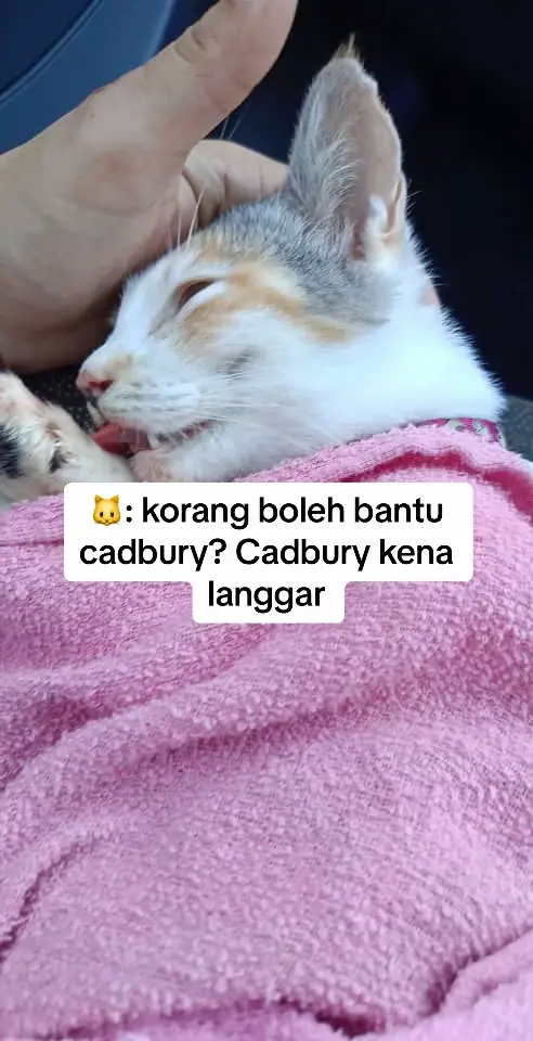 Assalamualaikum semua, cadbury perlu bantuan untuk surgeri. Dilanggar depan rumah, akibatnya tulang cadbury patah smpai terkeluar. Vet dh buang hujung tulang tp kos surgery makan 1.6k, dana terkumpul rm0. Cadbury warded 3 hari di vet dan hari ni hari kedua. Sy cuma ada masa hari ni dan esok untuk kumpul dana. #kucingjalanan #adoptdontshop #pencintakucing #bantukucingjalanan 