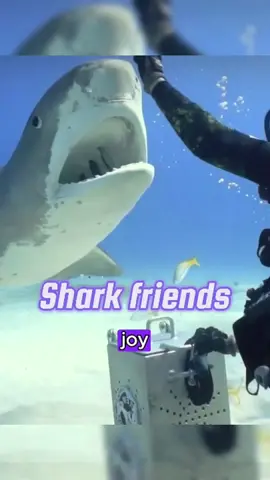 Man Befriends Shark, Years Later...🦈#shark #sharks #animals #foryou #heartwarming 