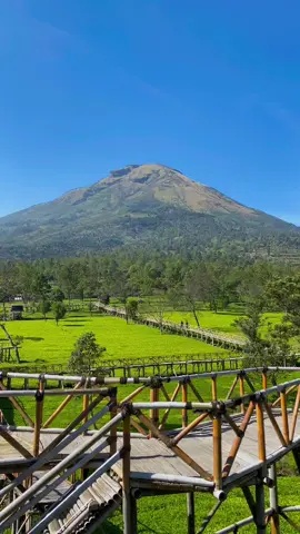 Salah satu kebun teh terindah di indonesia, dengan view gunung sindoro yang begitu indah 🍃⛰ 📍Kebun teh sikatok, Wonosobo, Jawa tengah #kebuntehsikatok #kebuntehwonosobo #wisatawonosobo #fypシ゚viral 