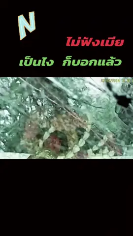 ไม่ฟังเมีย #ดอนผีบิน💓 #ไทยรัฐทีวี32 