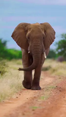 Beauty in solitude! A magnificent African elephant displaying a leisurely swagger, with its ears flapping and its trunk gently swaying as it confidently moves on its merry way. 🎥: credit to @ivanueckermann (IG handle) #elephant #elephantsafari #travelsouthafrica #madikwegamereserve #exploresouthafrica #wildlifesafari #georginamayjudd #wildlifevideos #big5