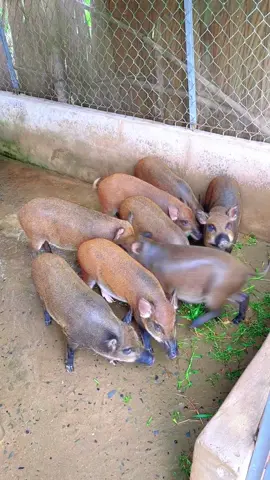 Nuôi heo rừng ít tốn kém lắm,rau cỏ là chủ yếu thôi,bên em bán giống bao đầu ra,bao nuôi luôn ạ#heo #heorung #heoden #heorunglai #heoquay #xuhuong #xuhuongt #nongnghiep #nongdan #nongthon #xuhuongtiktok #66đồngtháp #64vinhlong #65cantho #95haugiang #71bentre #68kiengiang #83soctrang #84travinh #94baclieu #69camau #62longan #63tiengiang #67angiang 