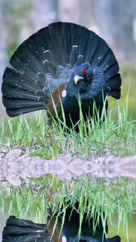 When it is pursuing the female bird, its tail spreads open like a magnificent folding fan.Western Capercaillie (Tetrao urogallus).#bird #westerncapercaillie 