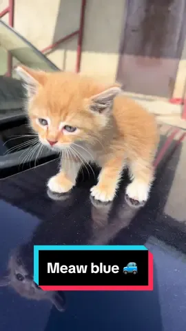 Meow blue car  🚙 #meow #catsoftiktok #fypシ #cat #catlover #cutecat #trending #kitten #kittycat #meowing #gingercat #petlover #animals #foryoupage #viral #viralvideo #viraltiktok #fyp #foryou #paw 