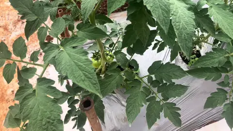 Về âm luôn rồi ae ơi 