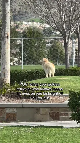 To be loved by him 🤍#goldenretriever #dogmom #doglove 