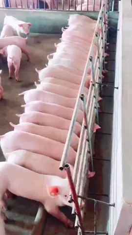 Piggy drinking water#pigfarm #pigfarmer #pigfarmergo 