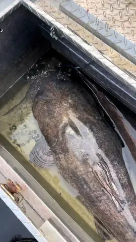 Monster Catfish 🎣 #fishing #fishinglife #fishingaddict #catfishing #bigfish 