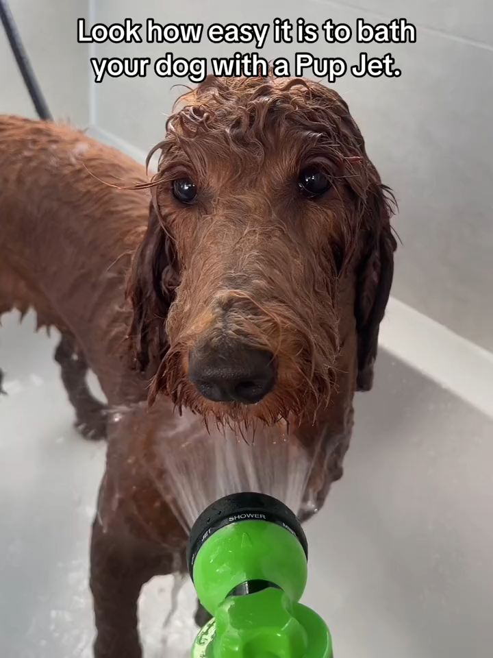 💸 Save money on grooming with PupJet by @thetrendylo🛁 This amazing tool makes cleaning your dog a breeze! 🐕 GET IT NOW on thetrendylo.com