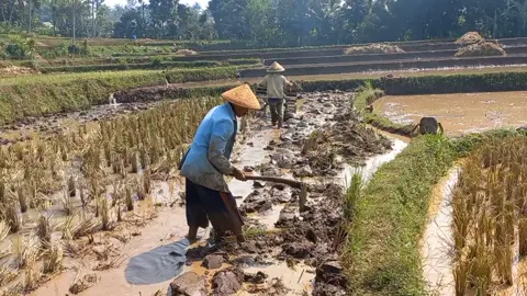 Bajak Sawah #cinematik#aesthetik#fyp#newtrend#capcut 