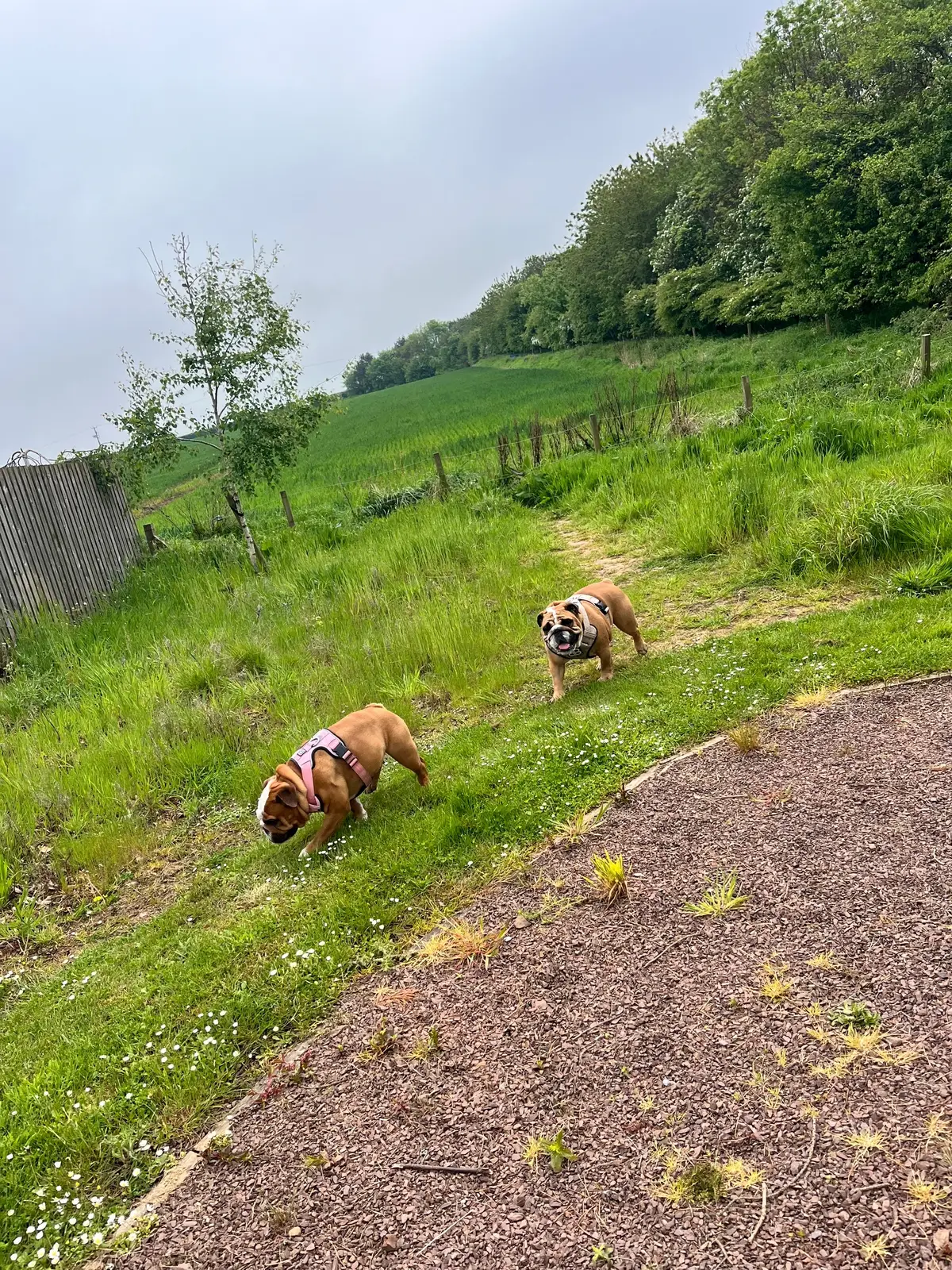 Afternoon walks #digby #mabel #englishbulldogsoftiktok #happythursday 