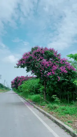 Hôm nay trời trong mây trắng hoa bằng lăng nở rộ anh đưa em đi ngắm hoa bằng lăng 🌸 #hoabanglang #lenxuhuong #canhdep #chill #nhachaymoingay 