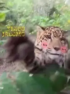 #funny #petdance #cute #báo #leopard #panther #hahaha 