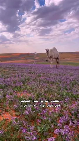 ياشبه وضحا ربعت في فياض ساجر “ #explore #اكسبلور #فالح_الطوق #فالح_الطوق_طعن_الخناجر #explor #foryou #f #الشعب_الصيني_ماله_حل😂😂 #طلعوني_اکسبلور #طلعوه #anime 