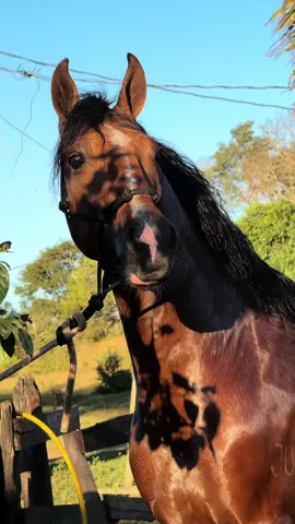 🔱 Hercules do felizardo 🔱 (FATOR DA CAVARÚ-RETÃ X CRISTAL DO FELIZARDO  #mangalargamarchador #mangalarga #marchador #mangalargamarchadoroficial #cavalos #cavalosminhapaixao #agro #luxo #cowboy #trend #viral 