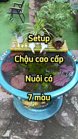 Setup hồ nuôi cá 7 màu bằng chậu kiểng cao cấp #thetrieuguppyfarm #thetrieufarm #thetrieustore #vothetrieu #cabaymau #ca7mau #guppyfish #review #68 #kiengiang #rachgia #540hzmedia  