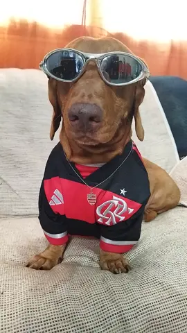 Não aguentava mais fingir humildade 😎💥🖤❤️ #tropadoflamengo #flapets #flamengo #flatorcida #cachorrosfofos #cachorrosdotiktok #trajado #posturadoecalmo #salsichinha #viraltiktok #tzdacoronel #bemmequer #dachshunds #animaisnotiktok #mengo  #cachorrosalsicha #flamenguista 