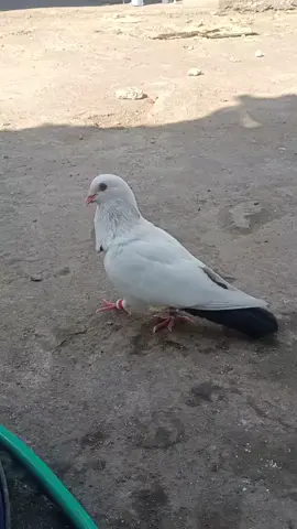 merpati lokal lombok