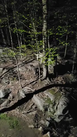 Howling wolves at Parc Omega 🐺 🇨🇦 #parcomega #wolves #howl #canada #quebec 