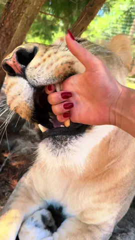 Boops & tug a toof with Binta! #NOTpets #lion #lions #lioness #boop #boops #boopboopboop #boopthesnoot #bigcat #bigcats #cat #cats #wow #amazing #fl #florida #fyp 