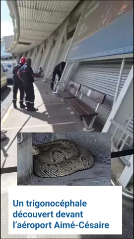 Un serpent retrouvé sous un banc à l'aéroport Amé Césaire .  #serpents #serpent #serpents🐍 #trygonocéphale #ferdelancesnake #martinique #martinique972 #martinique❤️💚🖤 #martinique🇲🇶 #martinique972🌏🤩🥰 
