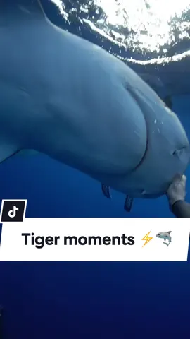 Moments with tigers ⚡️🦈  #savesharks #sharkdiving #sharkdiver #tigershark #ocean 