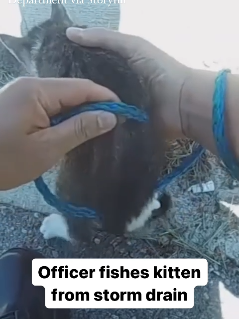 A police officer demonstrated great resourcefulness as he managed to fish out a kitten trapped in a storm drain in Defiance, Ohio. #news #fyp #kitten #cat