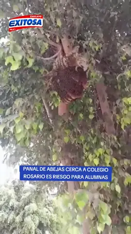 PANAL DE ABEJAS CERCA A COLEGIO ROSARIO ES RIESGO PARA ALUMNAS Un panal de abejas al costado del colegio Nuestra Señora del Rosario representa un riesgo para las alumnas de la institución educativa y los vecinos del lugar.  Vecinos piden a las autoridades correspondientes poder retirar el panal de la manera adecuada en salvaguarda de las personas que transitan por este punto de la Urb. Federico Villareal. #panaldeabejas #seguridad #chiclayo #noticiasperu 