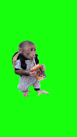 Monkey With Juice Box Meme | Green Screen #monkey #monkeydluffy #cutemonkey #babymonkey #animals #animalbaby #meme #memes #fyp 