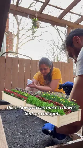 Creating a flowerbed under $30! 🌼  Follow along as we build this using wood sheets from Home Depot and a $3 clearance stain for a rustic look. We used cardboard and leftover mulch for the base, added soil, and planted @dollartree flower seeds—4 packs for $1! Stay tuned for updates on our blooms. 🌸💫  #DIYGarden #BudgetFriendly #HomeDepotFinds #DollarTreeFinds #Gardening #patiogarden #patiomakeover #payalbhalani #artistapayal #beekreativee #art #craft #DIY #artist #diygardendecor #gardeninspiration #flowerbed #diyflowerbed #diyonbudget