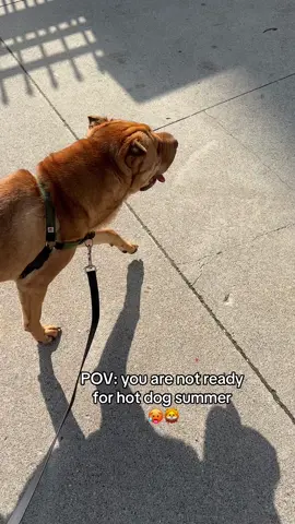 Hot dog summer is upon us #sharpei #fyp #fypシ #dogsoftiktok #walkie #sunset 