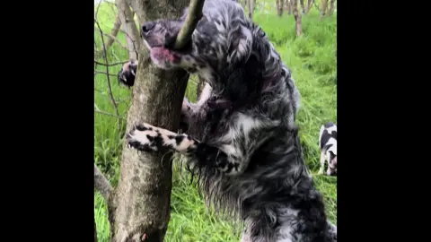 Tree surgeon available !   Competitive rates, has a small assistant. Needs paid promptly and prefers gravy bones or will accept custard creams!