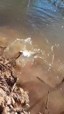 peguei curimba no anzol simples  #peixe #simplicidade 