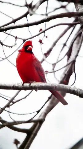 Singing a variety of joyful tunes,beautiful and enchanting, clad in a red cloak year-round.Northern cardinal(Cardinalis cardinalis).#bird #northerncardinal 