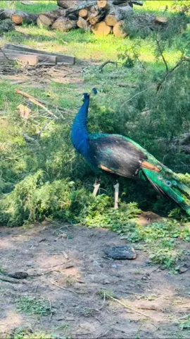 #peacock #beauty #farmlife 