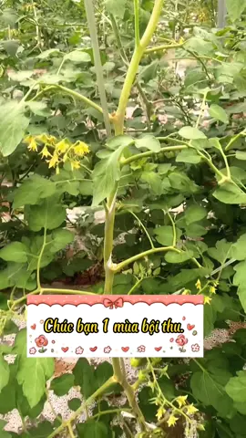 Tiết lộ cho bạn 1 bí mật của nhà vườn, giúp cây cà chua của bạn trái sum xuê đầy cây. #trongcaysieude #chamsoccay #trongcaytainha #meotrongcay #fyp 